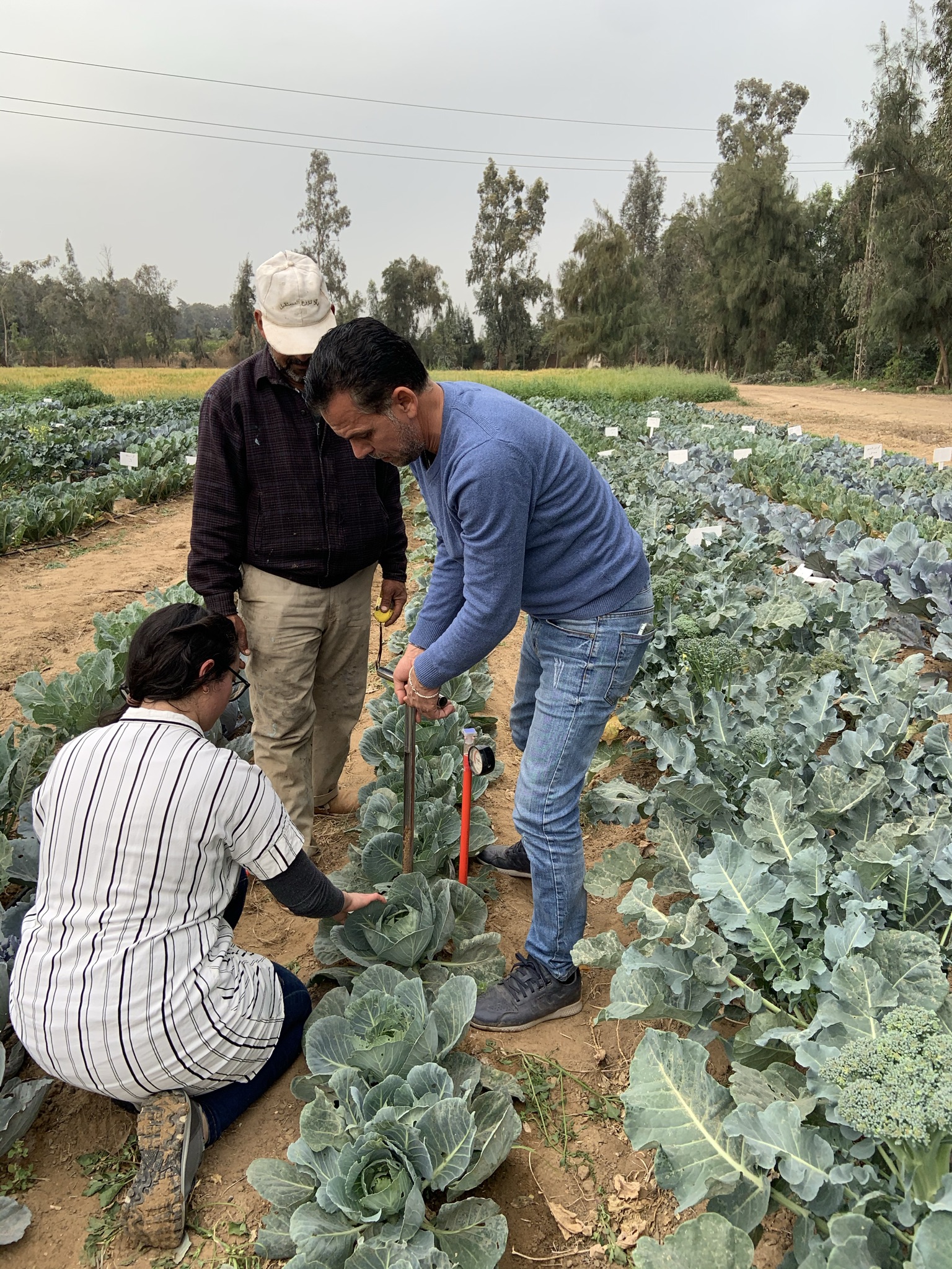 Irrigation efficiency in Egypt Desalt Farm
